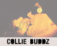 Album photo  : Collie Buddz & Guiding Star