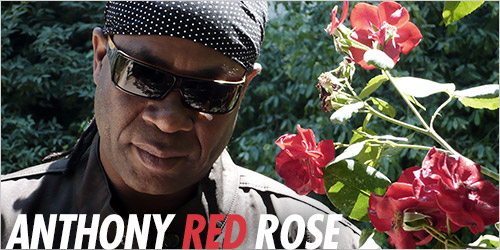 Anthony Red Rose